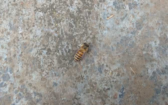 土蜂和洋蜂有什么區(qū)別? 土蜂