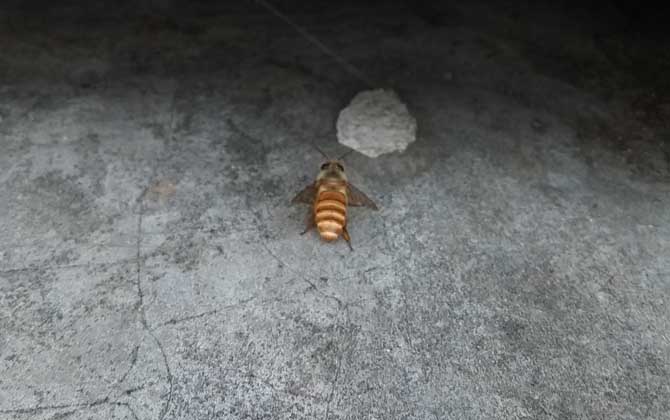 土蜂和洋蜂有什么區(qū)別? 土蜂