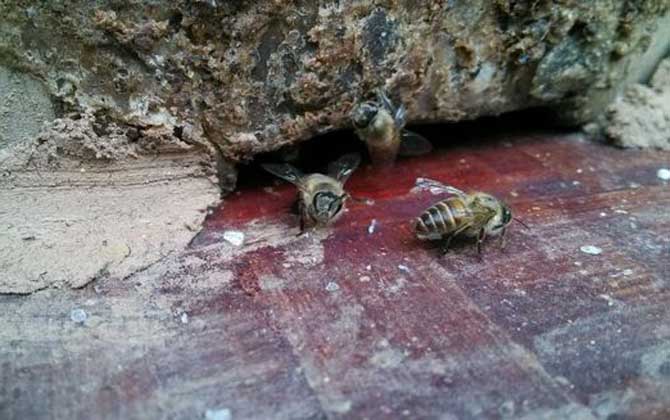 土蜂和洋蜂有什么區(qū)別? 土蜂