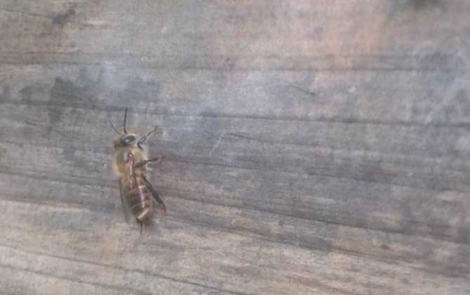 土蜂和洋蜂有什么區(qū)別? 土蜂