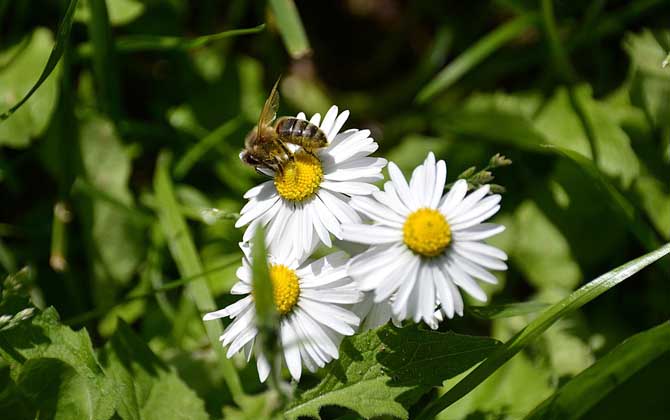 蜜蜂滅絕了世界會怎樣? 蜜蜂