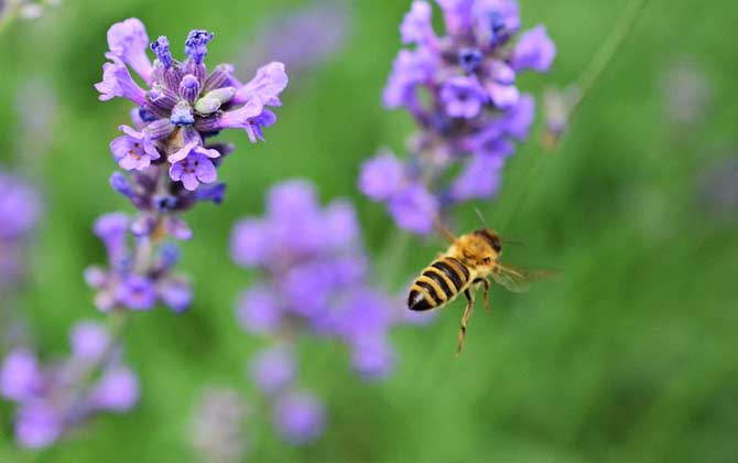 被蜜蜂蟄消腫的最快方法 蜜蜂