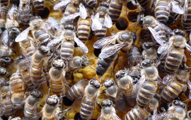工蜂殺死蜂王是怎么回事? 蜂王