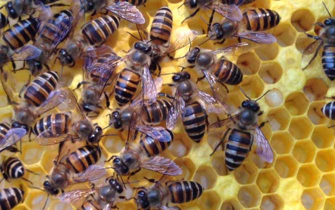 工蜂殺死蜂王是怎么回事? 蜂王