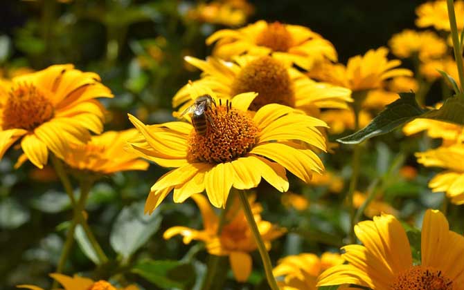 蜜蜂的象征意義是什么? 蜜蜂