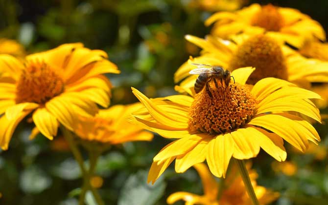 蜜蜂的象征意義是什么? 蜜蜂