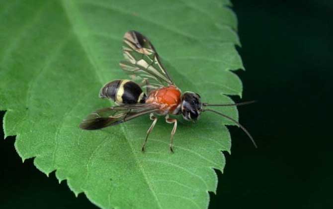 蜂類是怎么劃分種類的? 蟻蜂