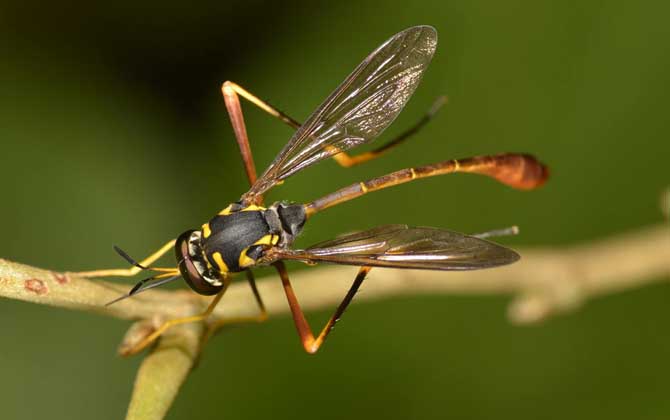 蜂類是怎么劃分種類的? 姬蜂