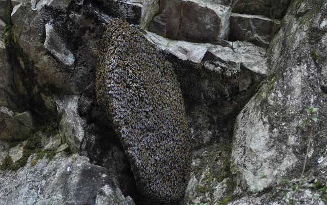 黑大蜜蜂是什么蜂? 黑大蜜蜂