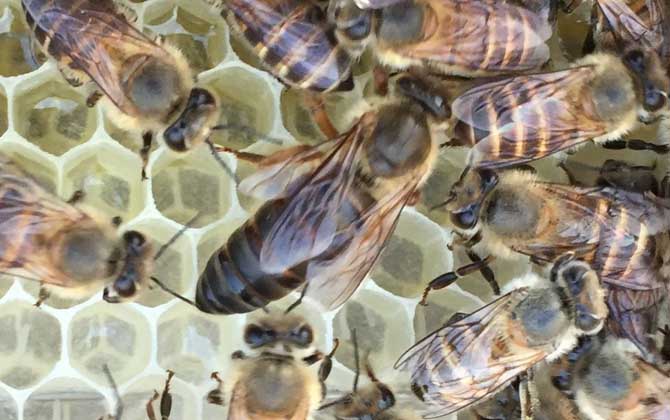 分蜂是老王走還是新王走? 分蜂