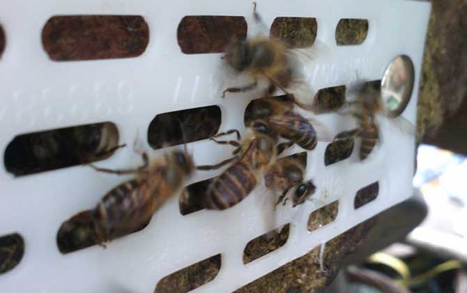 新蜜蜂認巢一般幾天? 認巢