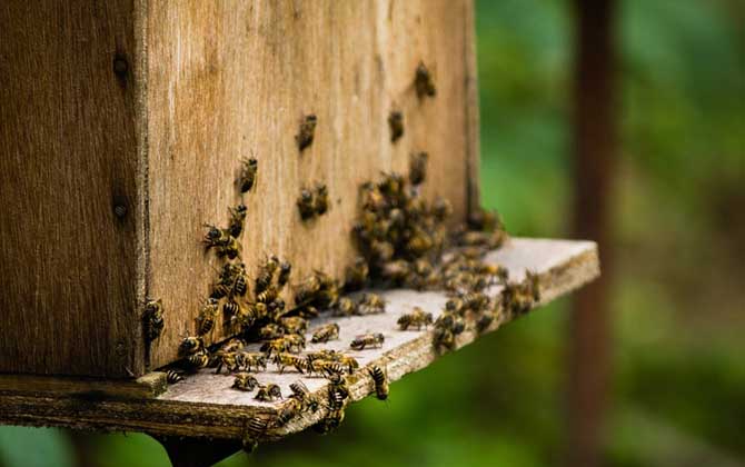新蜜蜂認巢一般幾天? 認巢