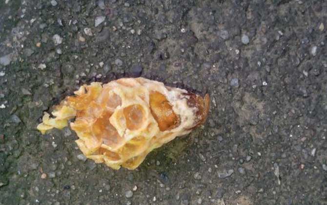 王臺封蓋后幾天會自然分蜂? 王臺