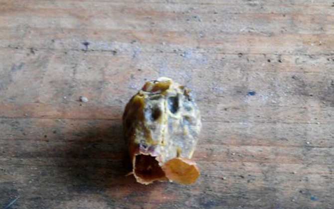 王臺封蓋后幾天會自然分蜂? 王臺