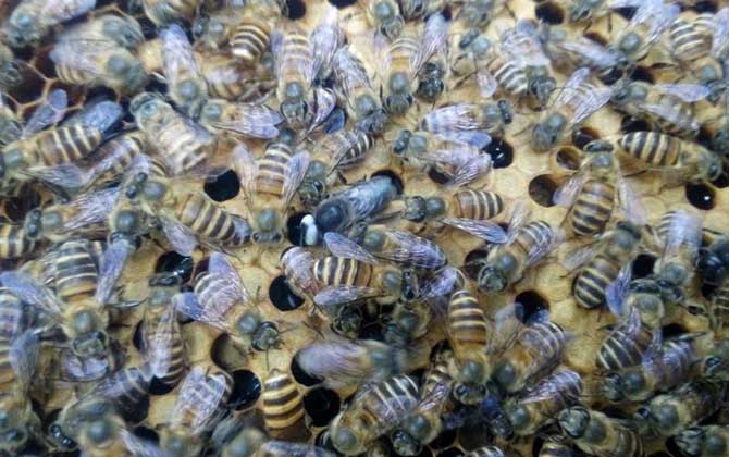 工蜂封蓋子脾幾天出幼蜂? 封蓋子脾