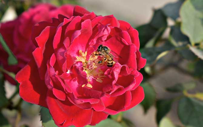 有哪些贊美蜜蜂的詩句? 蜜蜂