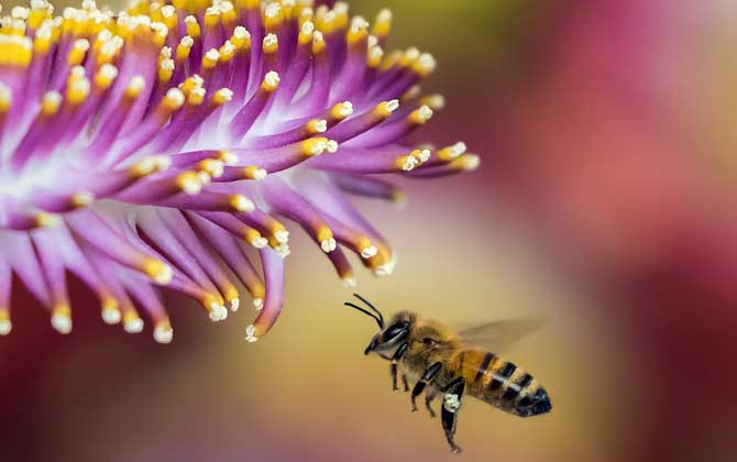 蜜蜂蟄了用牙膏能消腫止癢嗎? 蜜蜂