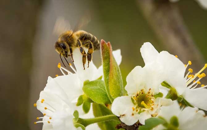 被蜜蜂蟄消腫小妙招及注意事項 蜜蜂