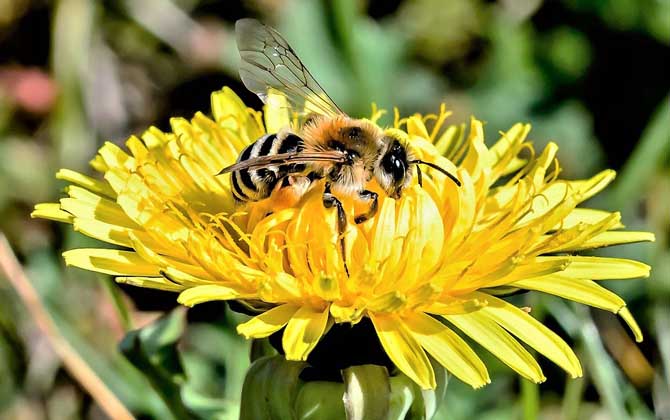 被蜜蜂蟄消腫小妙招及注意事項 蜜蜂
