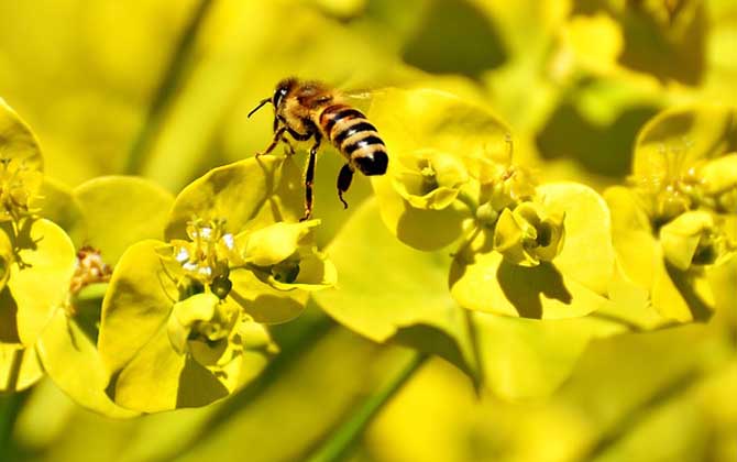 蜜蜂毒刺鉆進肉里會消失嗎? 蜜蜂