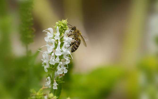 為什么老人說被蜜蜂蟄是好事? 蜜蜂
