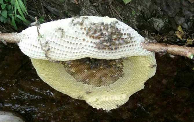 黑小蜜蜂蜇人有毒嗎? 黑小蜜蜂