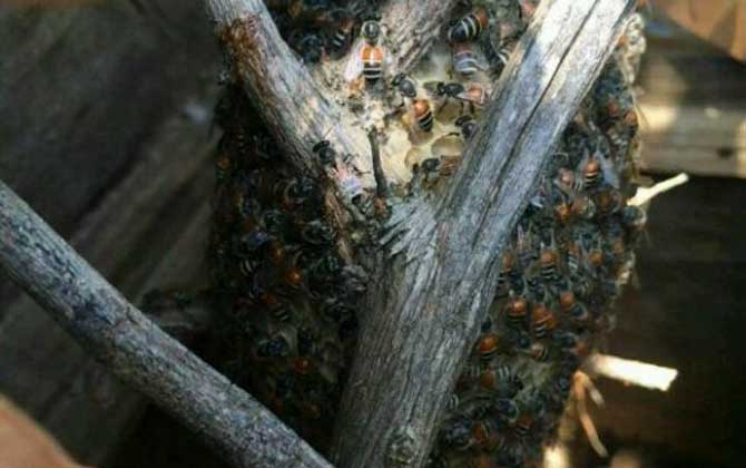 黑小蜜蜂蜇人有毒嗎? 黑小蜜蜂