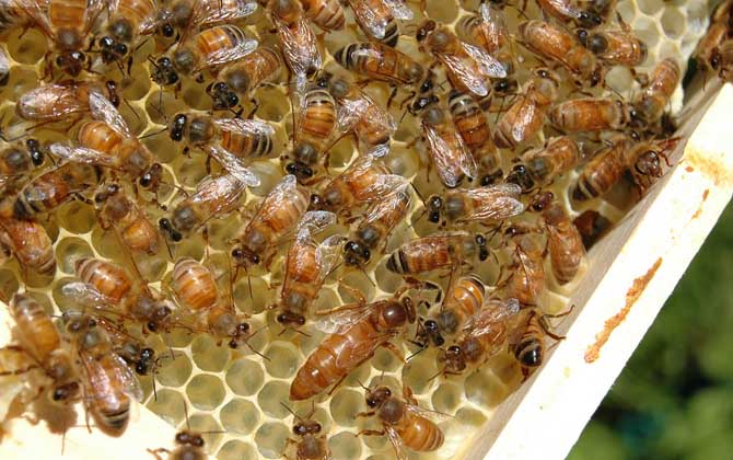 蜂王死了蜂群怎么辦? 蜂王死了怎么辦