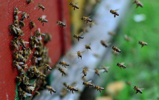 蜜蜂養殖的基本知識 蜜蜂養殖