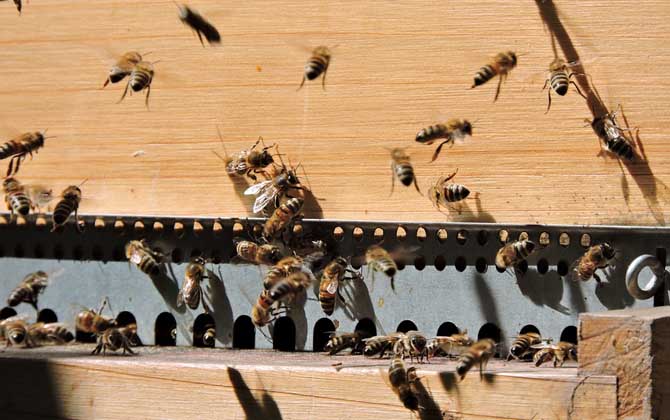 蜜蜂養殖的基本知識 蜜蜂養殖