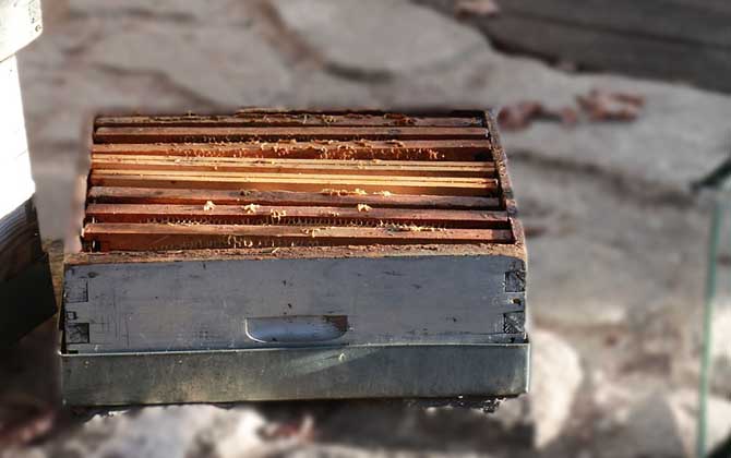 蜜蜂養殖的基本知識 蜜蜂養殖