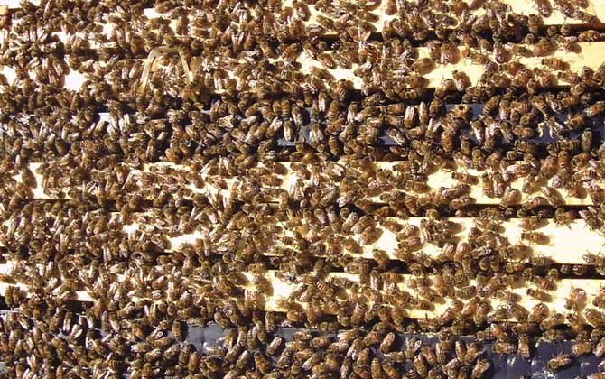 養蜜蜂蜂王不走的技術 養蜜蜂