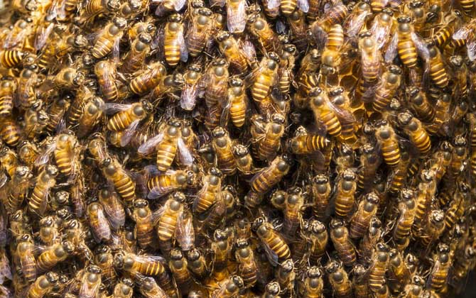 養蜜蜂蜂王不走的技術 養蜜蜂