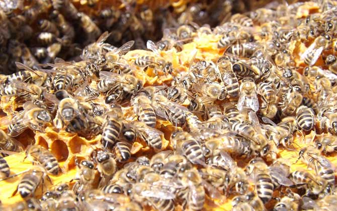 養蜜蜂蜂王不走的技術 養蜜蜂