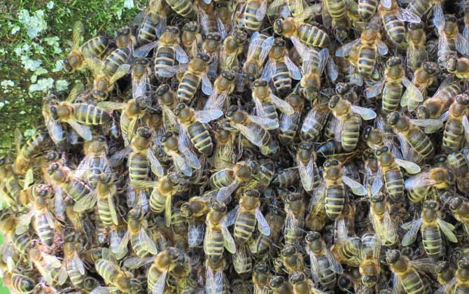 野生蜜蜂怎樣收捕回家養? 野生蜜蜂