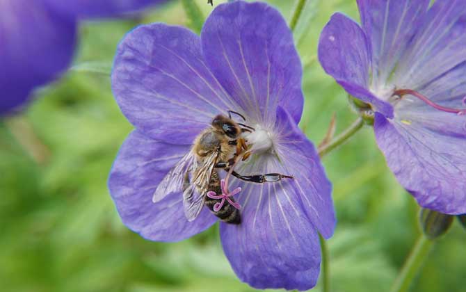 怎樣招蜜蜂方法最快? 怎樣招蜜蜂方法最快