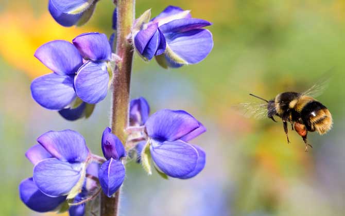 怎樣招蜜蜂方法最快? 怎樣招蜜蜂方法最快