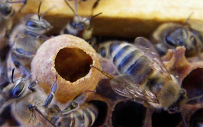 蜂群失王多久會(huì)出新王? 蜂群失王