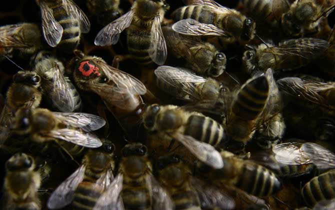 怎樣從蜂團中找到蜂王? 蜂王