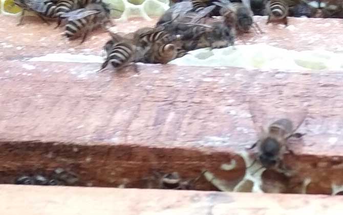 怎樣才能養好中華蜜蜂? 中華蜜蜂