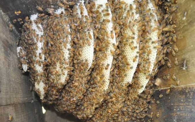 怎樣才能養好中華蜜蜂? 中華蜜蜂