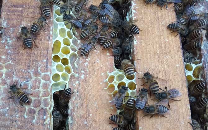 中蜂雙王群的優點和缺點 中蜂雙王群