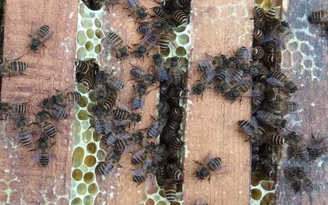 中蜂雙王群的優點和缺點 中蜂雙王群