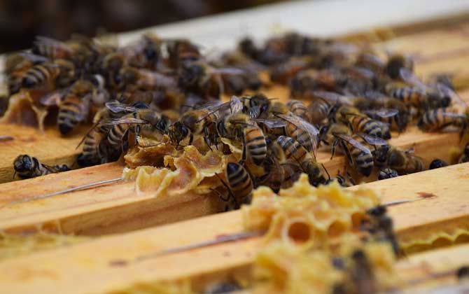 中蜂和平盜原因及處理辦法 盜蜂