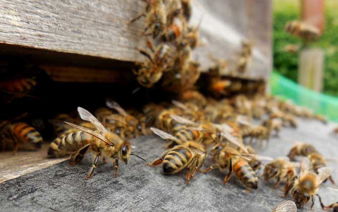 中蜂和平盜原因及處理辦法 盜蜂