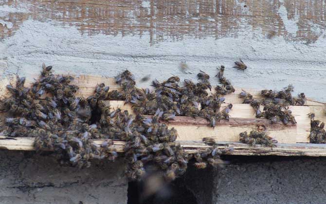 中蜂雙王群真的弊大于利嗎? 中蜂雙王群