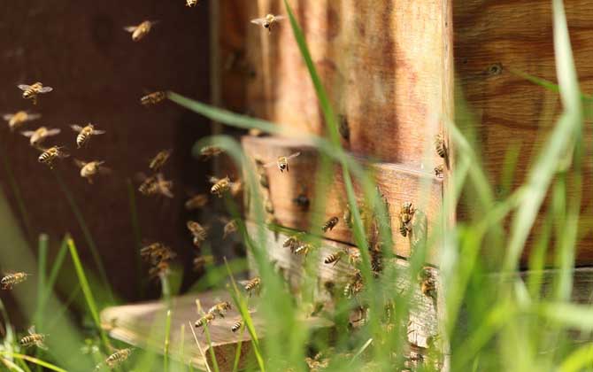 養蜂知識