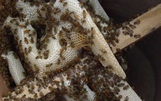 中蜂怎么合并蜂群? 中蜂怎么合并