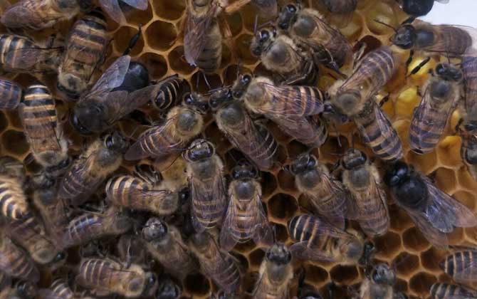 中蜂強群怎么養