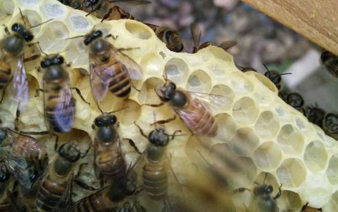 家庭養蜂技術及注意事項 家庭養蜂技術